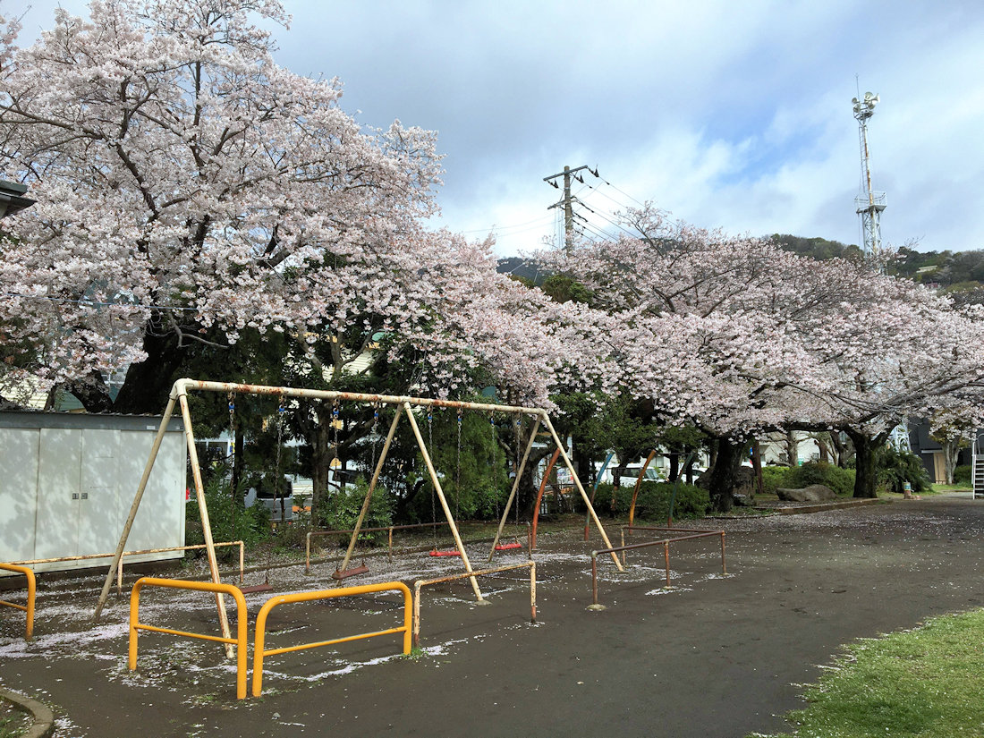 桜木公園